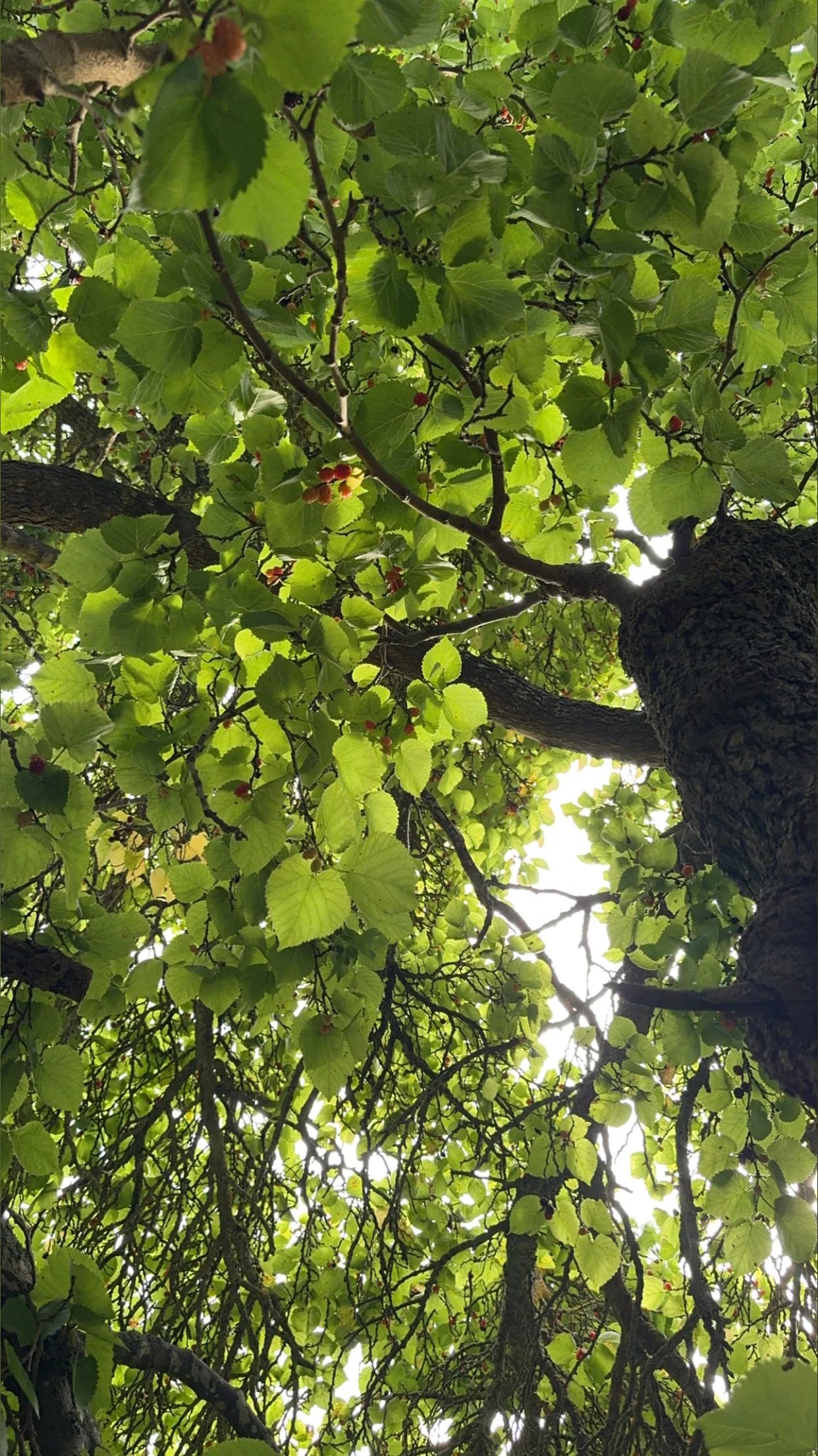 louis coleman - Content Creator